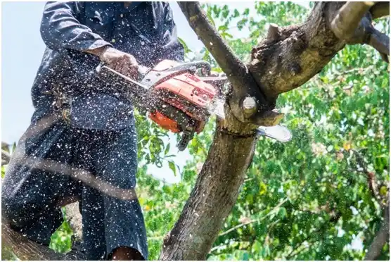 tree services Gresham